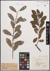 Foto von Salix cinerea L.